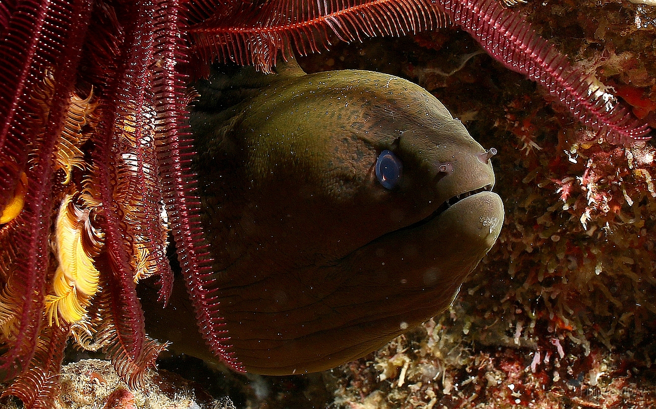 Raja Ampat 2016 - Gymnothorax javanicus - Giant moray - Murene Javanaise - IMG_4875_rc.jpg